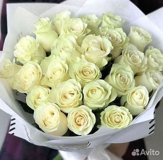 101 роза цветы букеты доставка 25 51 101 роза