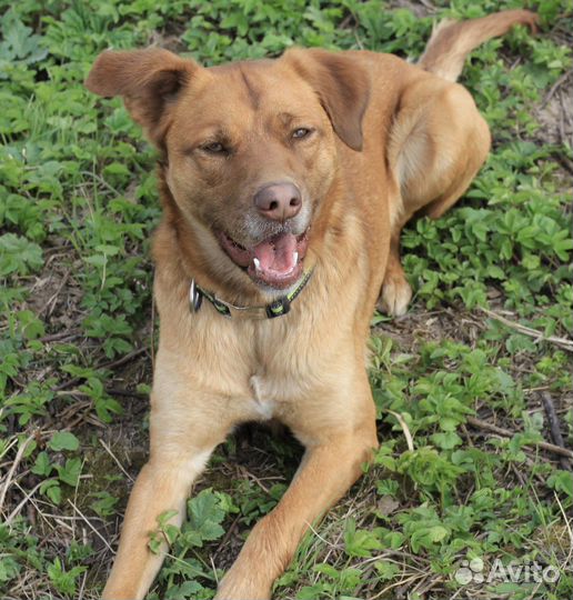 Рони ищет хозяев