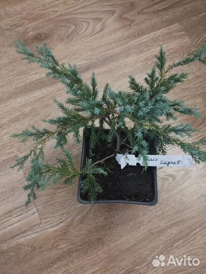 Хвойные растения