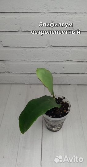 Суккуленты