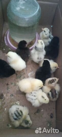 Цыплята суточные несушки микс брама