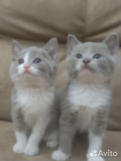 Котята мальчики