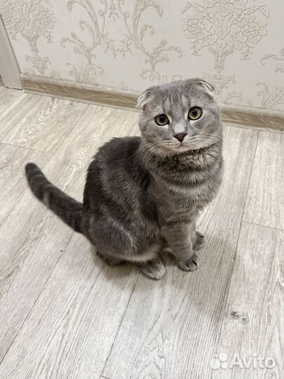 Отдам в добрые руки