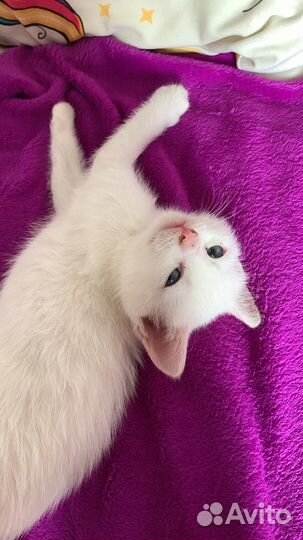 Кошка 1,5 месяца