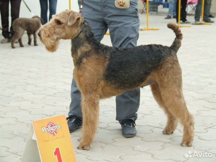 Дрессировка, вязка, выставочный тренинг собак