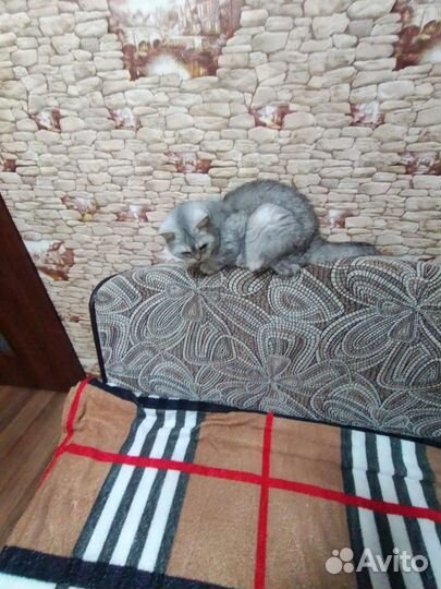 Британская кошка