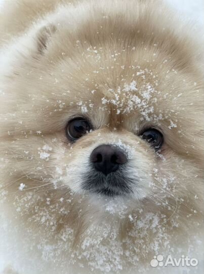 Немецкий малый Шпиц мальчик вязка случка