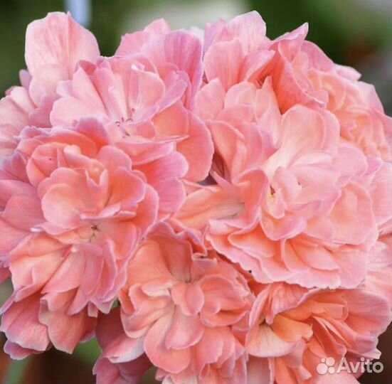 Пеларгония Lara Mandarin