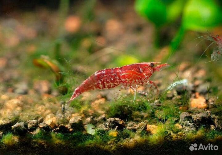 Креветка chery, сомики Анцитруса. Временно нет