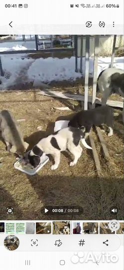 Собаки Бесплатно