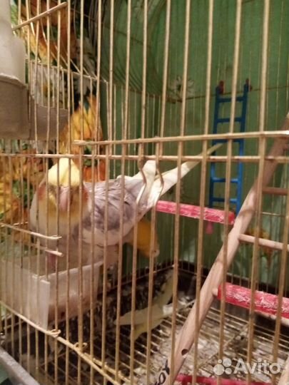 Домашние животные птицы