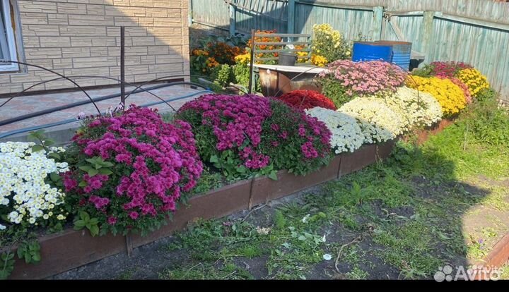 Хризантема (мультифлора)