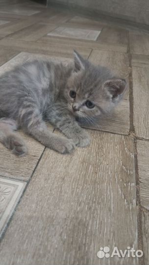 Британские котята