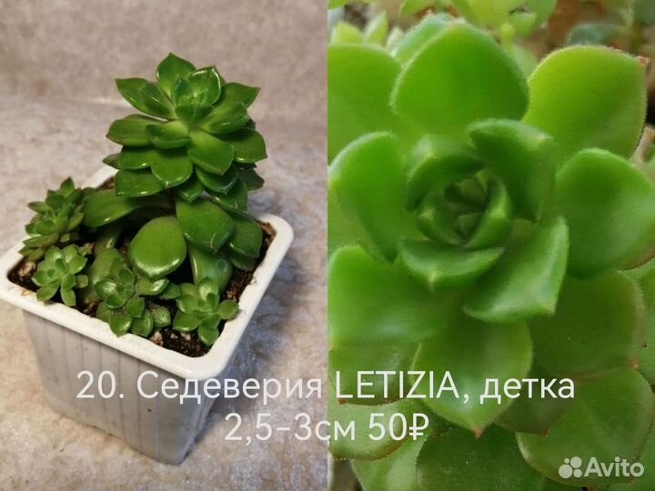 Суккуленты