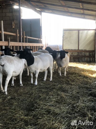 Овцы дорпер