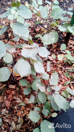 Орех фундук лещина,саженцы свой сад