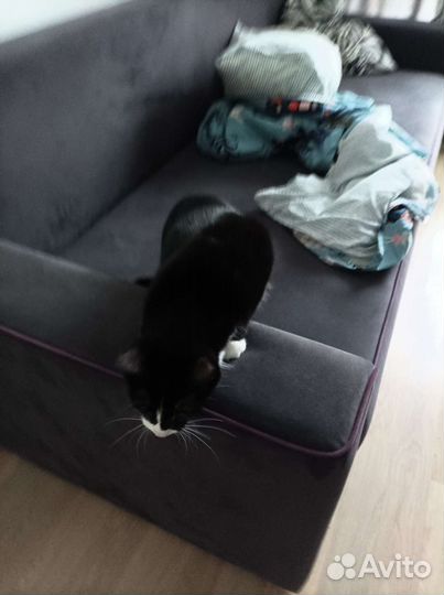 Кошки в добрые руки бесплатно