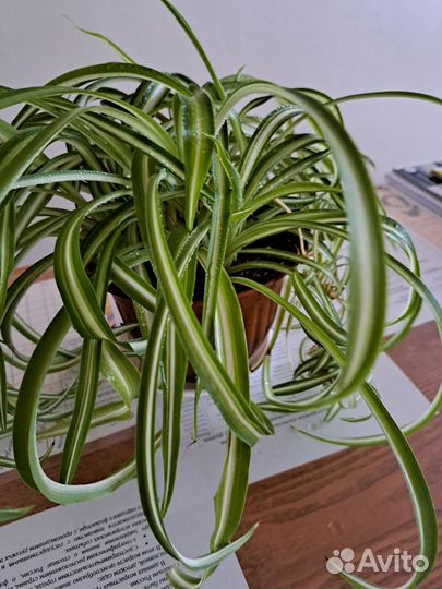 Хлорофитум кудрявый