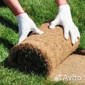 Газон рулонный