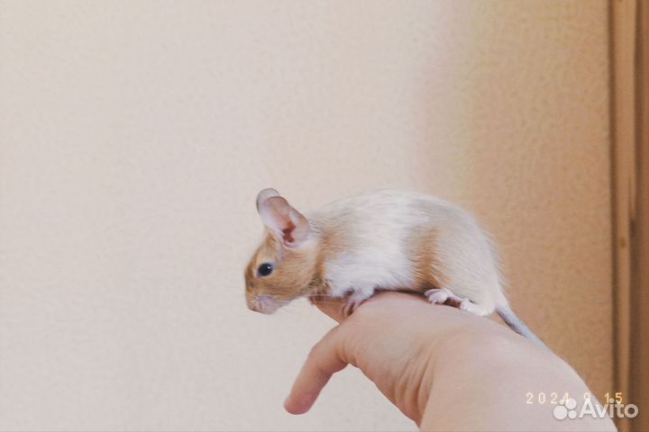 Чилийская белка дегу