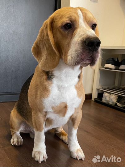 Бигль вязка