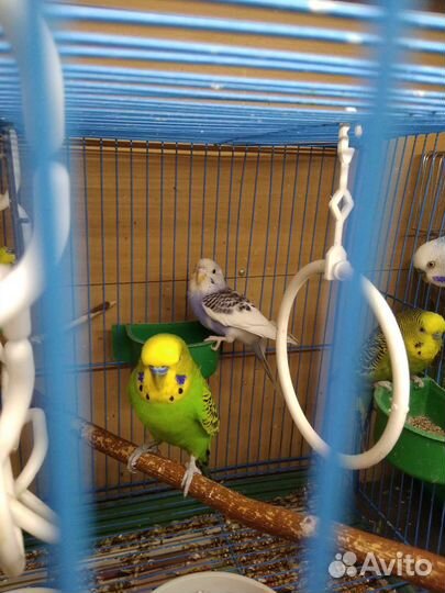 Попугаи волнистые