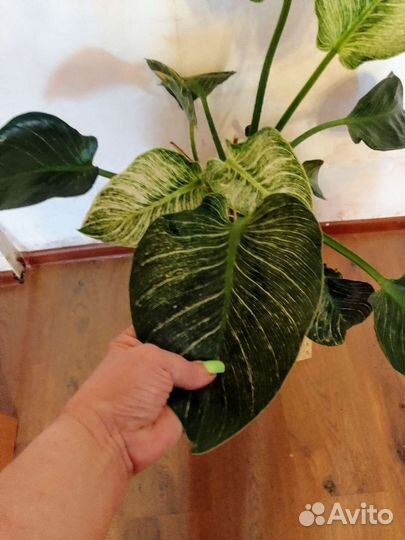 Филодендрон Биркин