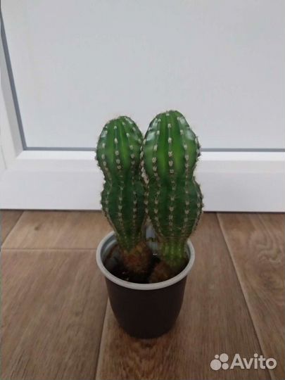 Кактусы оригинальной формы