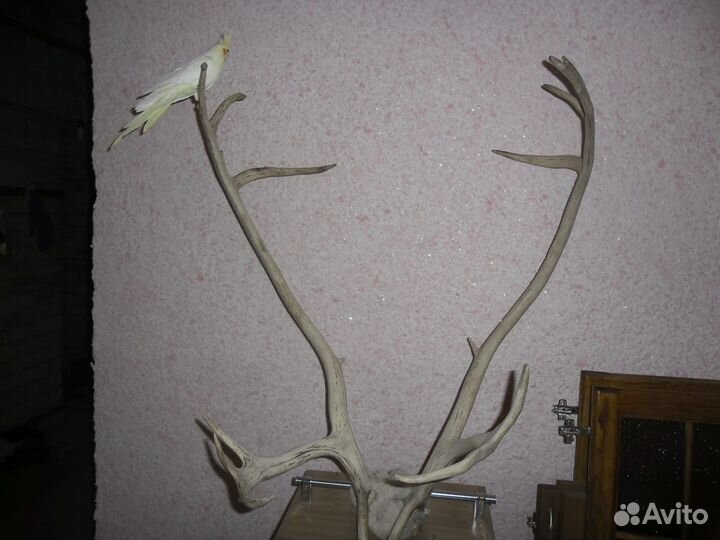 Рога оленя (сувенир из Якутии)