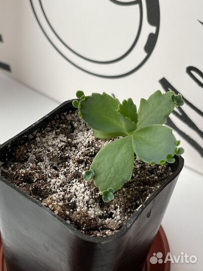 Каланхоэ каландива детки