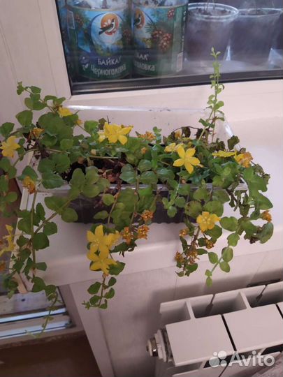 Вербейник монетчатый