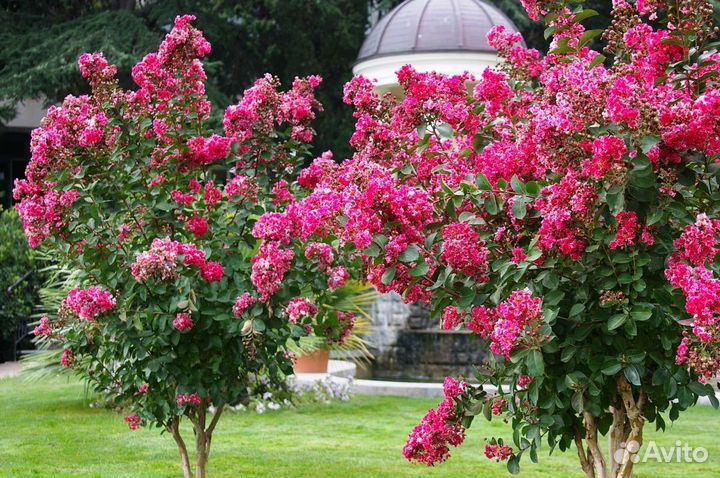 Лагерстремия