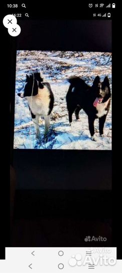 Русско европейская лайка