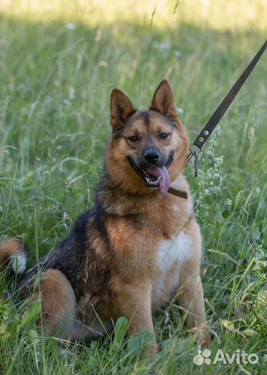 Ласковый Вальд в добрые руки