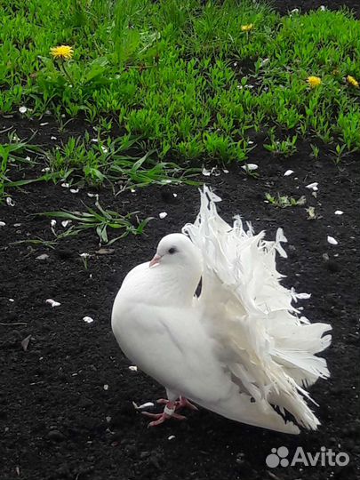 Голуби 