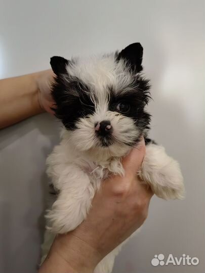 Биверята с документами