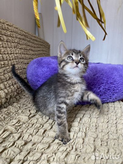 Котенок в добрые руки (девочка 1.5мес)