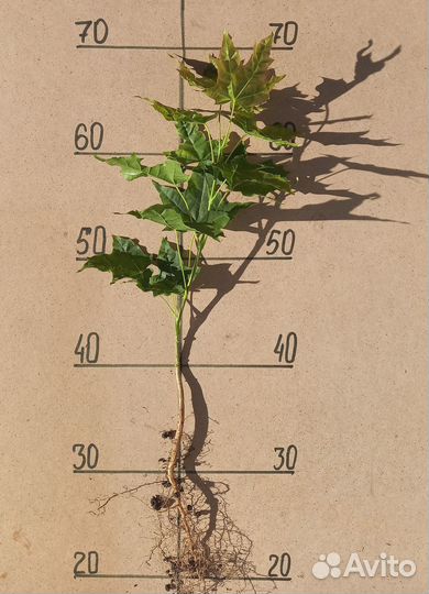 Саженцы канадского клена 50 см