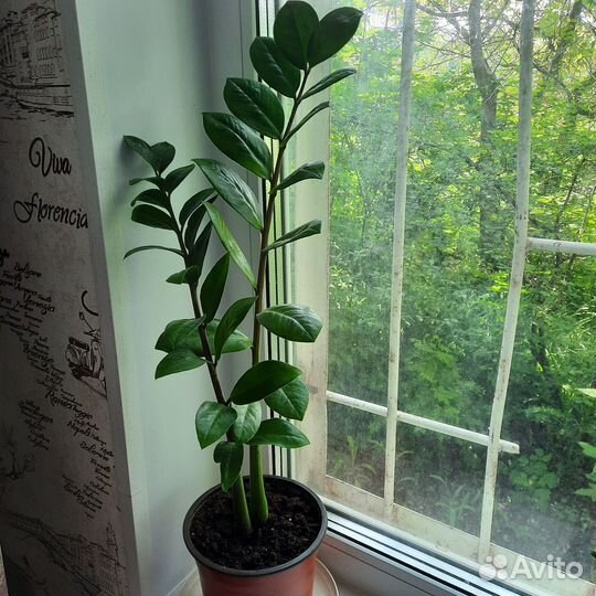Фикус, гибискус, замиокалькус