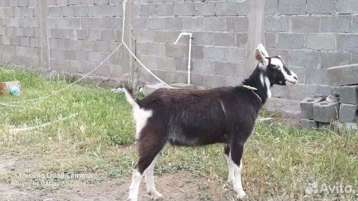 Коза дойная