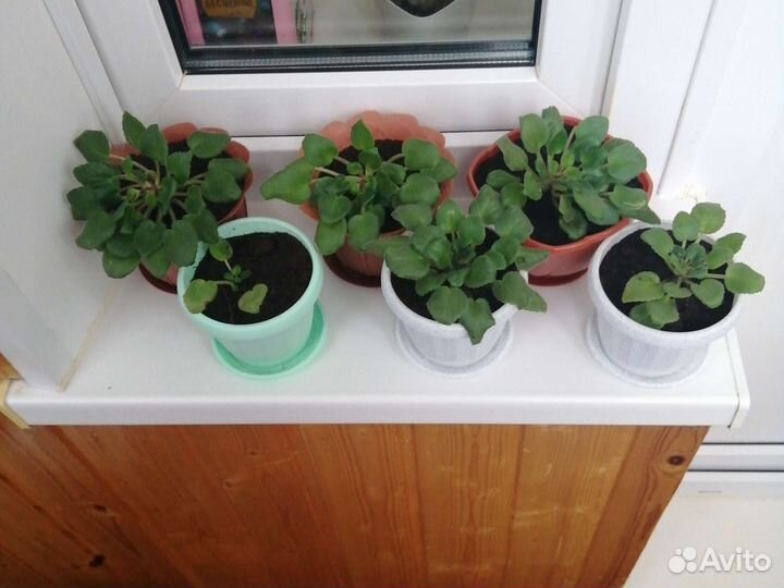 Комнатные цветы