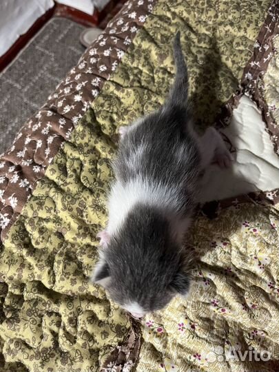 Котята в добрые ручки