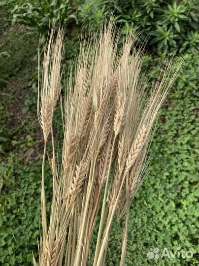 Пшеница сухоцвет