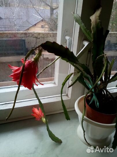 Продам цветы комнатные