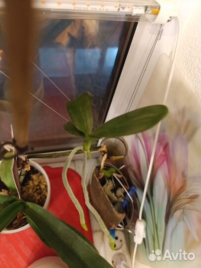 Орхидея фаленопсис scenza