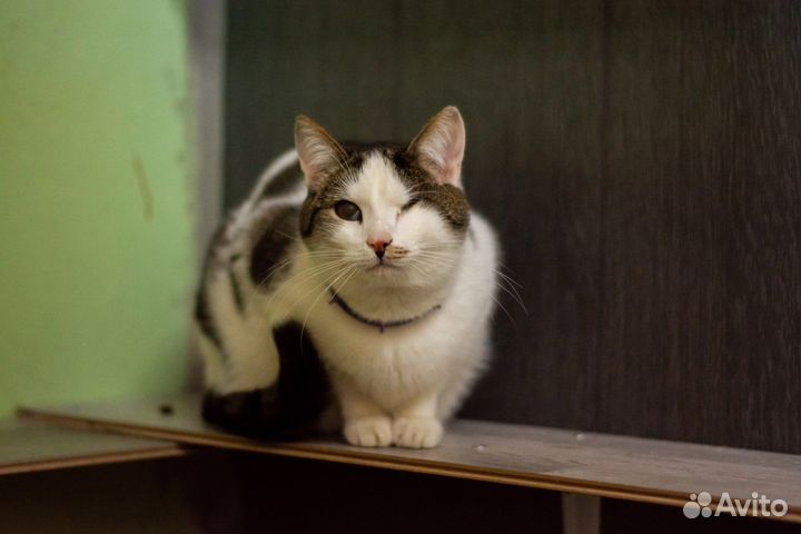 Котик Цент в добрые руки