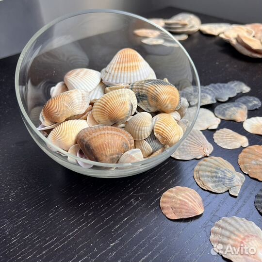 Набор ракушек морских