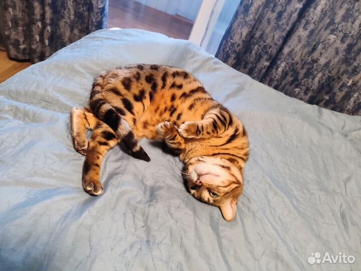 Бенгальский кот вязка