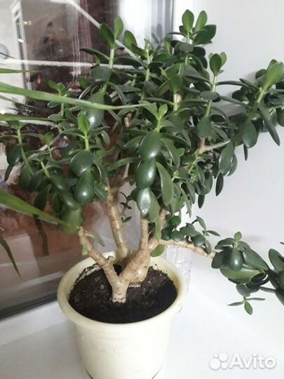 Крассула толстянка