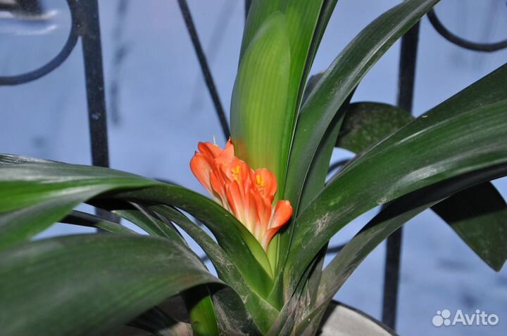 Цветы комнатные и кливия